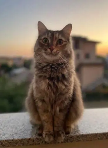 gatta lost    Arzago d'Adda Stella