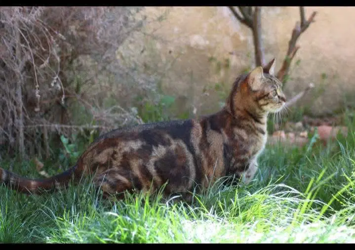 gatta lost   13891 Camburzano Mia/micia