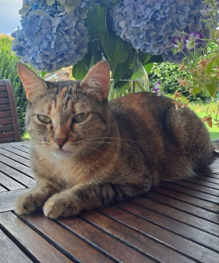 gatta lost   13897 Occhieppo Inferiore Molly