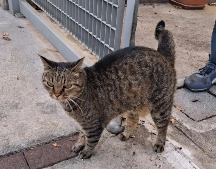 gatta lost   25121-25136 Brescia Birba