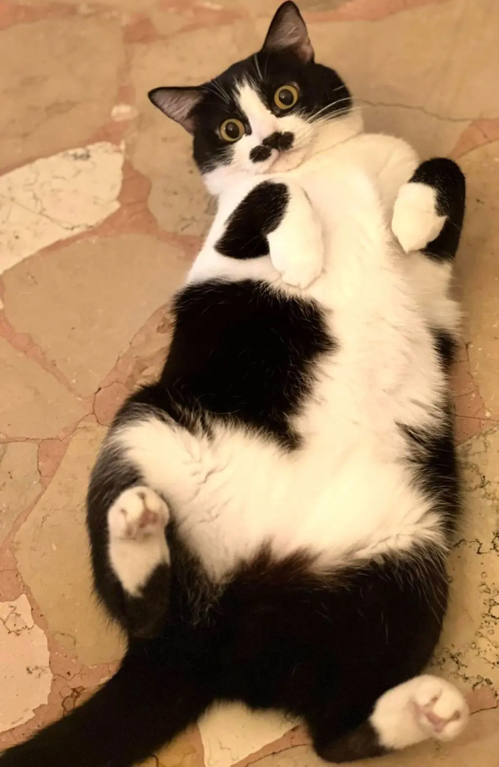 gatta lost   25121-25136 Brescia Gipina