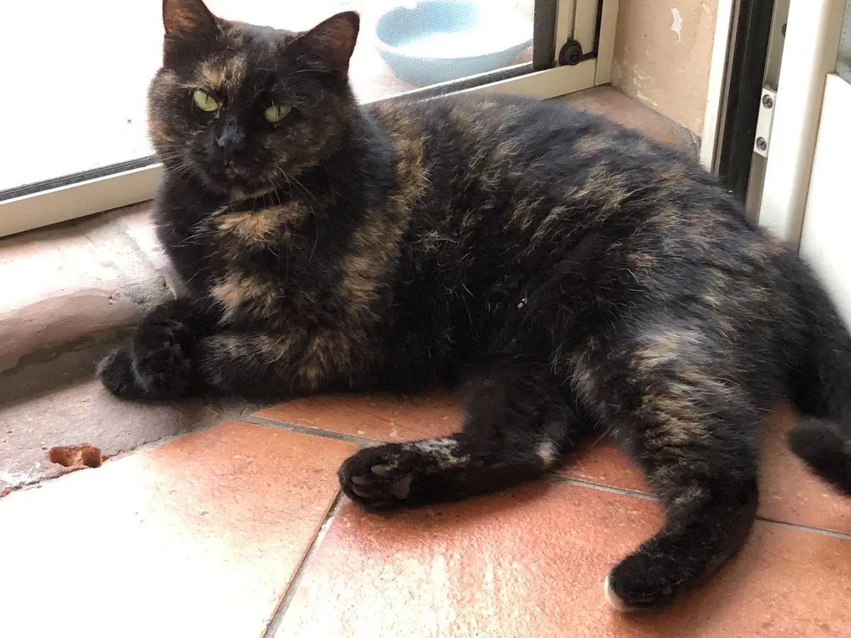 gatta lost   25121-25136 Brescia Luna