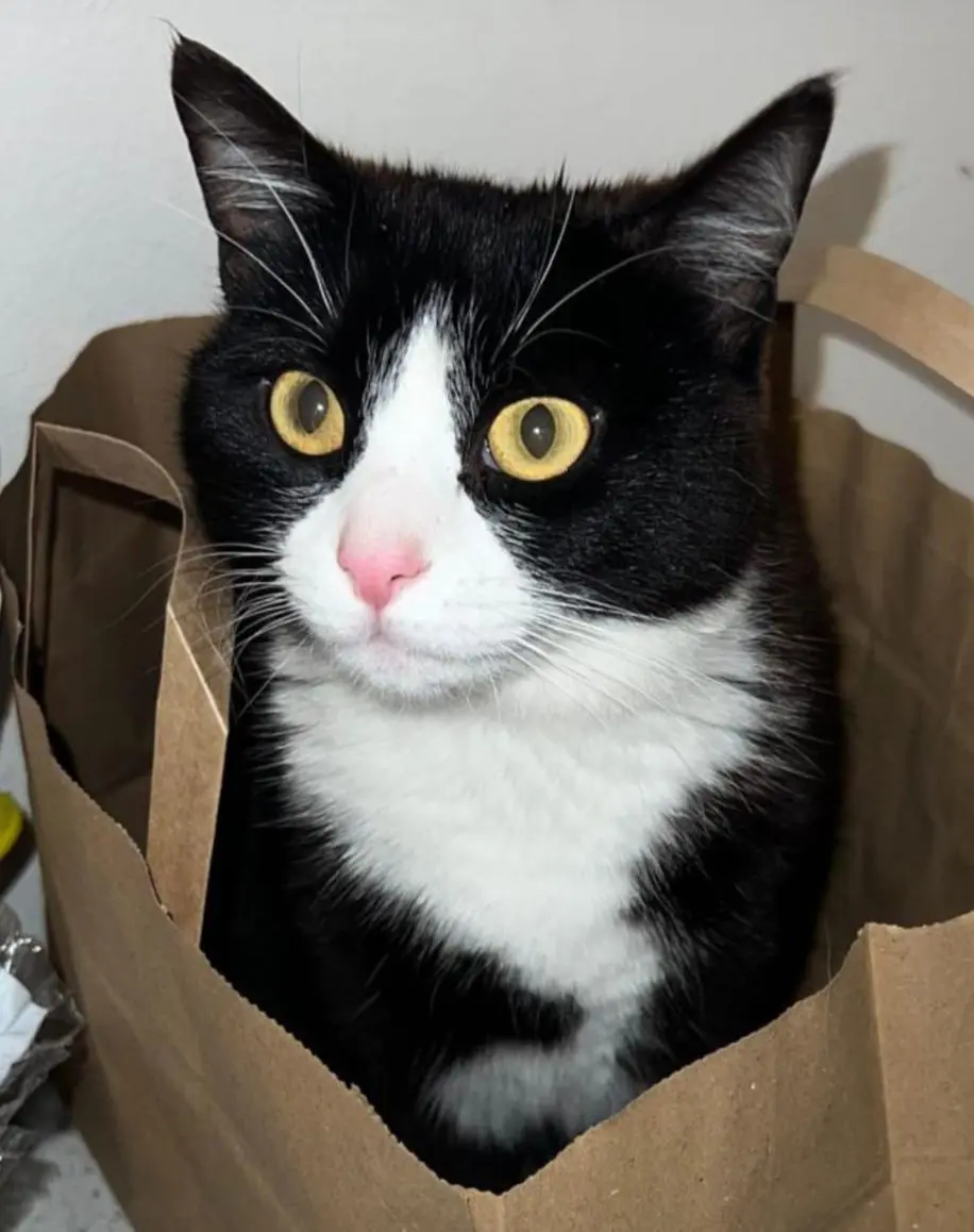 gatta lost   25015 Desenzano del Garda Brioche