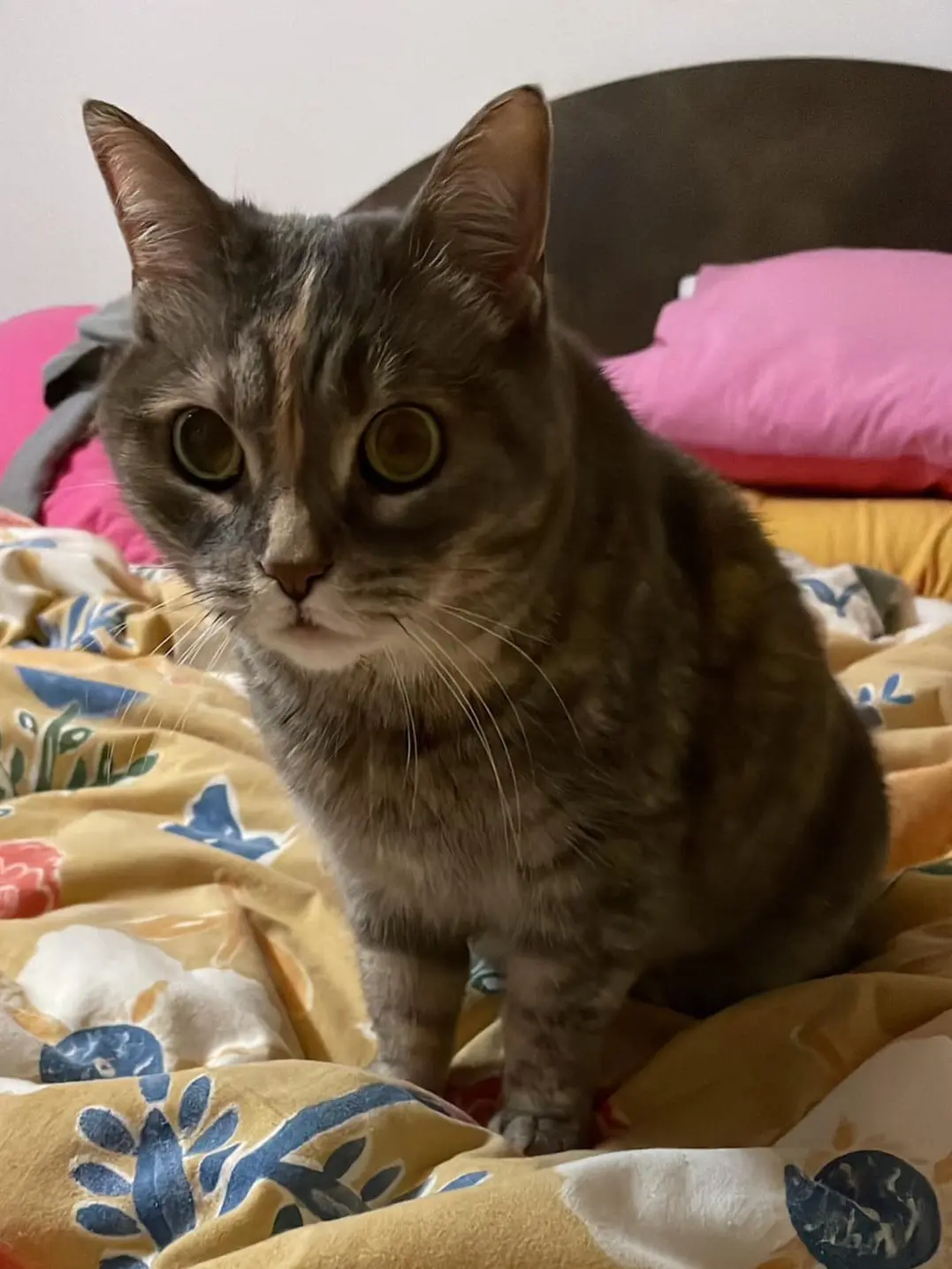 gatta lost   25073 Bovezzo Chanel