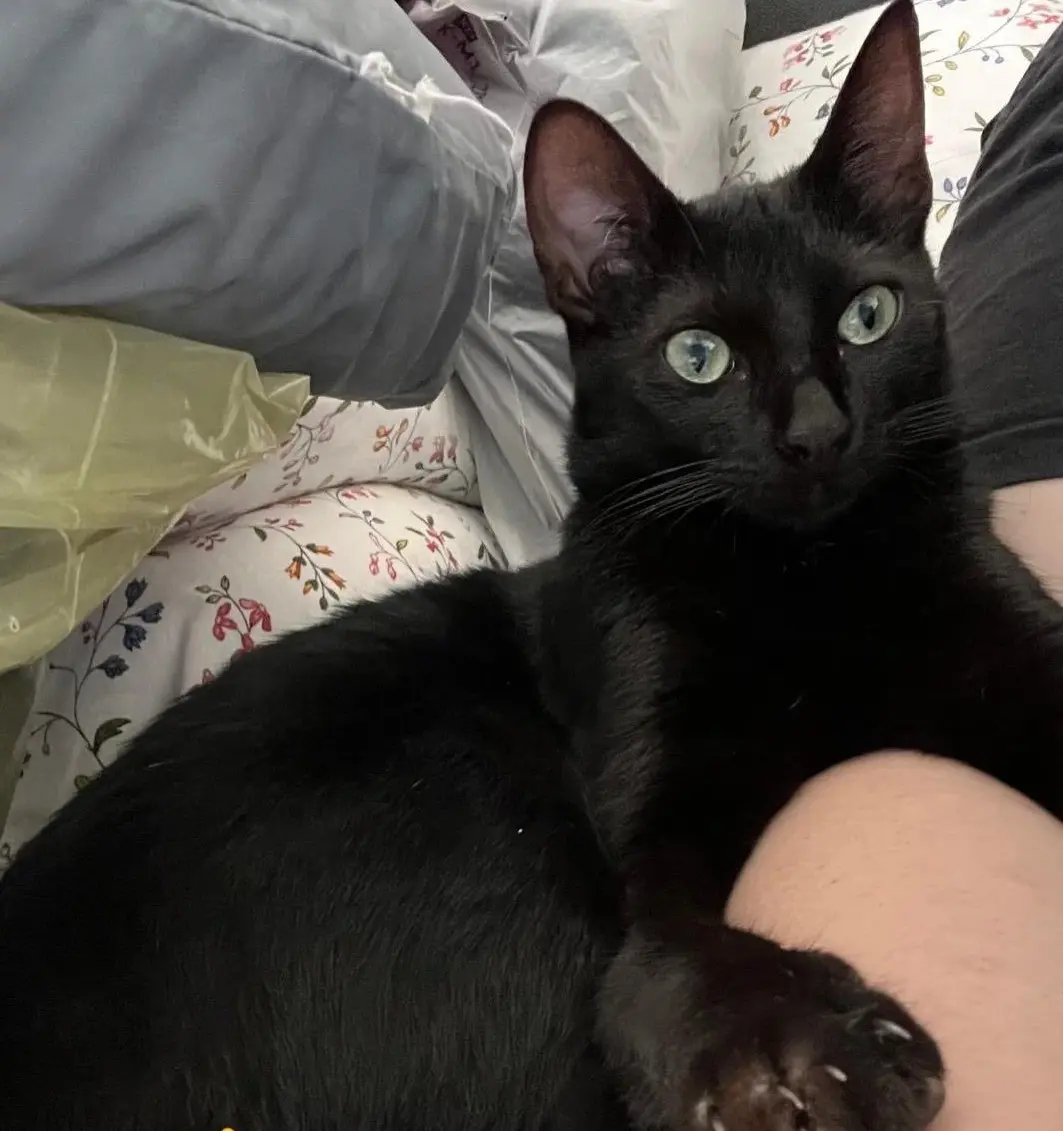 gatta lost   25013 Carpenedolo Cleopatra