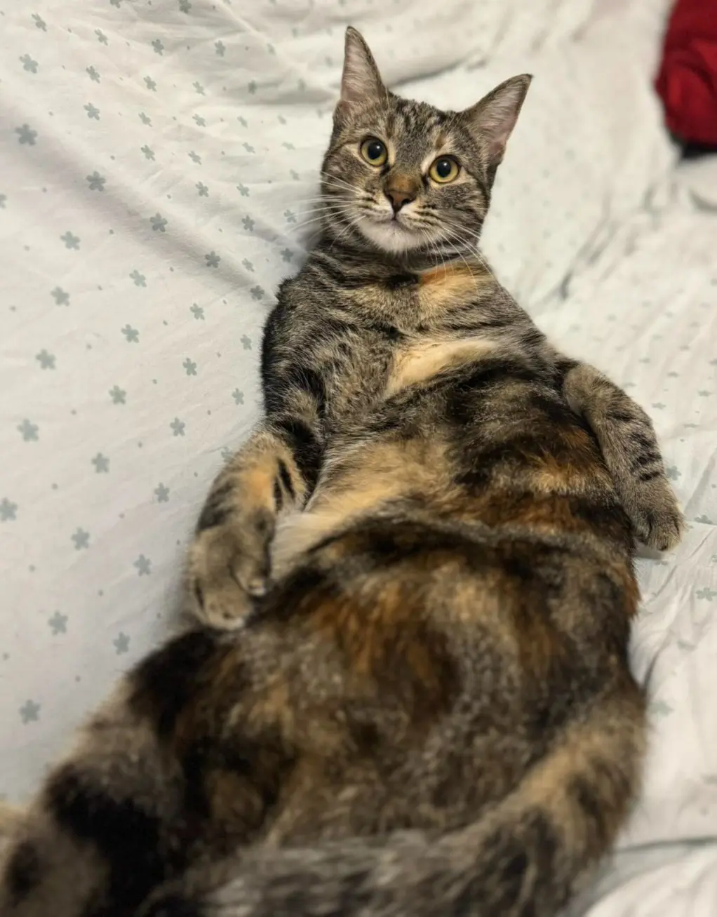 gatta lost   25016 Ghedi Cuba