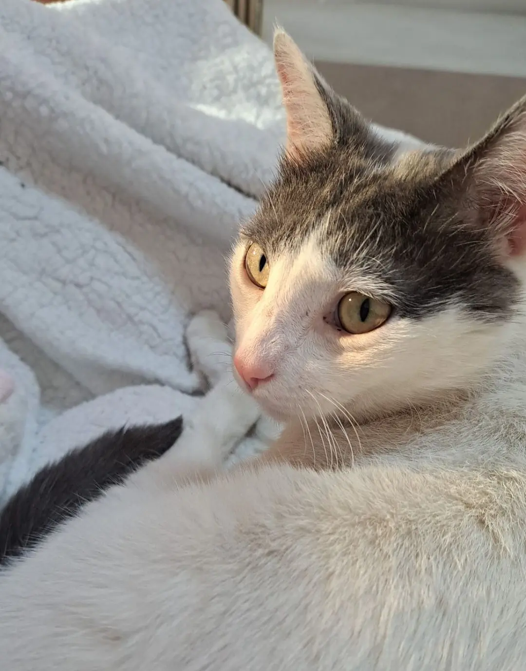 gatta lost   25080 Muscoline Lisa