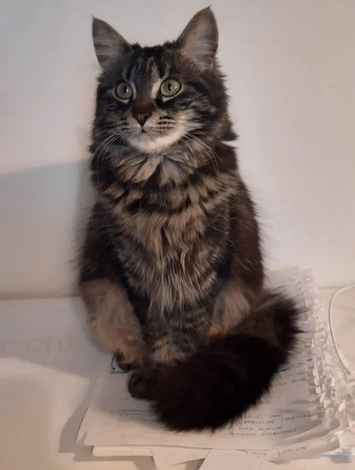 gatta lost   25082 Botticino Margot