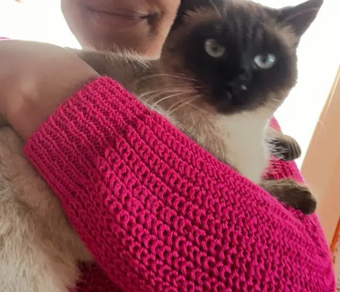 gatta lost   25016 Ghedi Miele