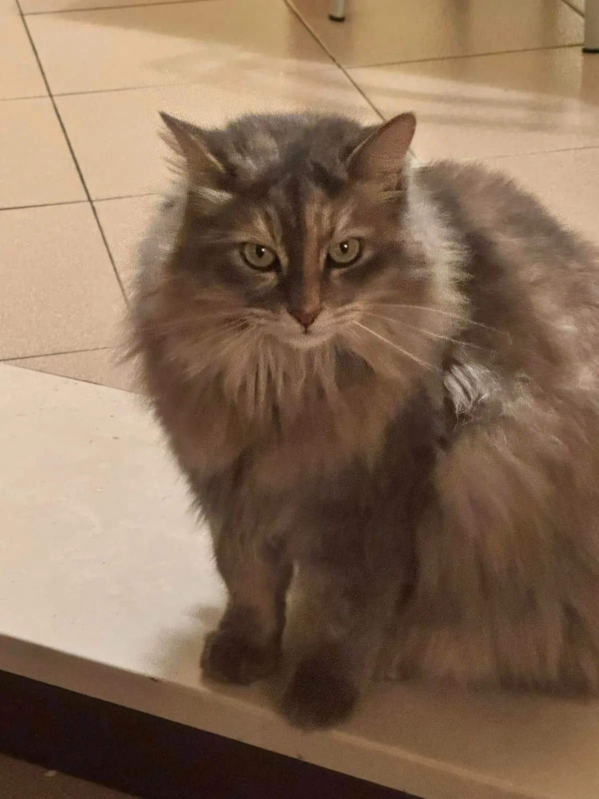 gatta lost   25039 Travagliato Milù