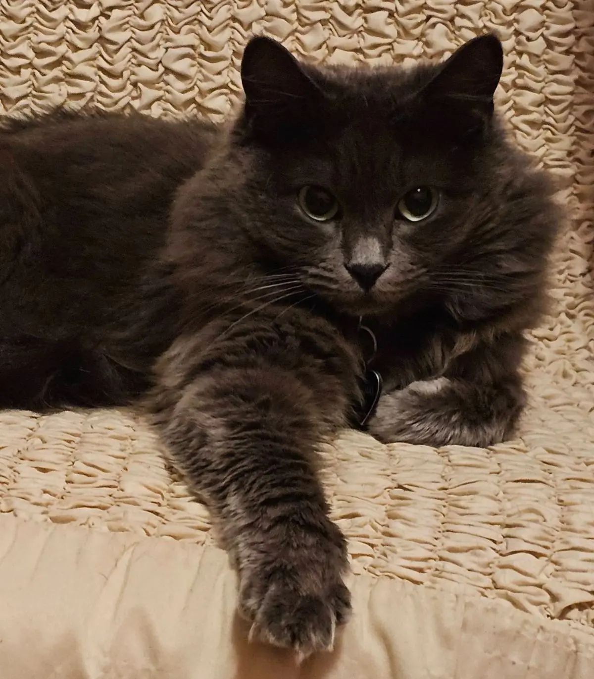 gatta lost   25015 Desenzano del Garda Romina