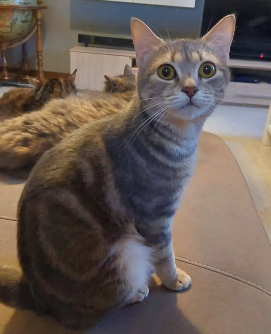 gatta lost   25050 Rodengo Saiano Sennar