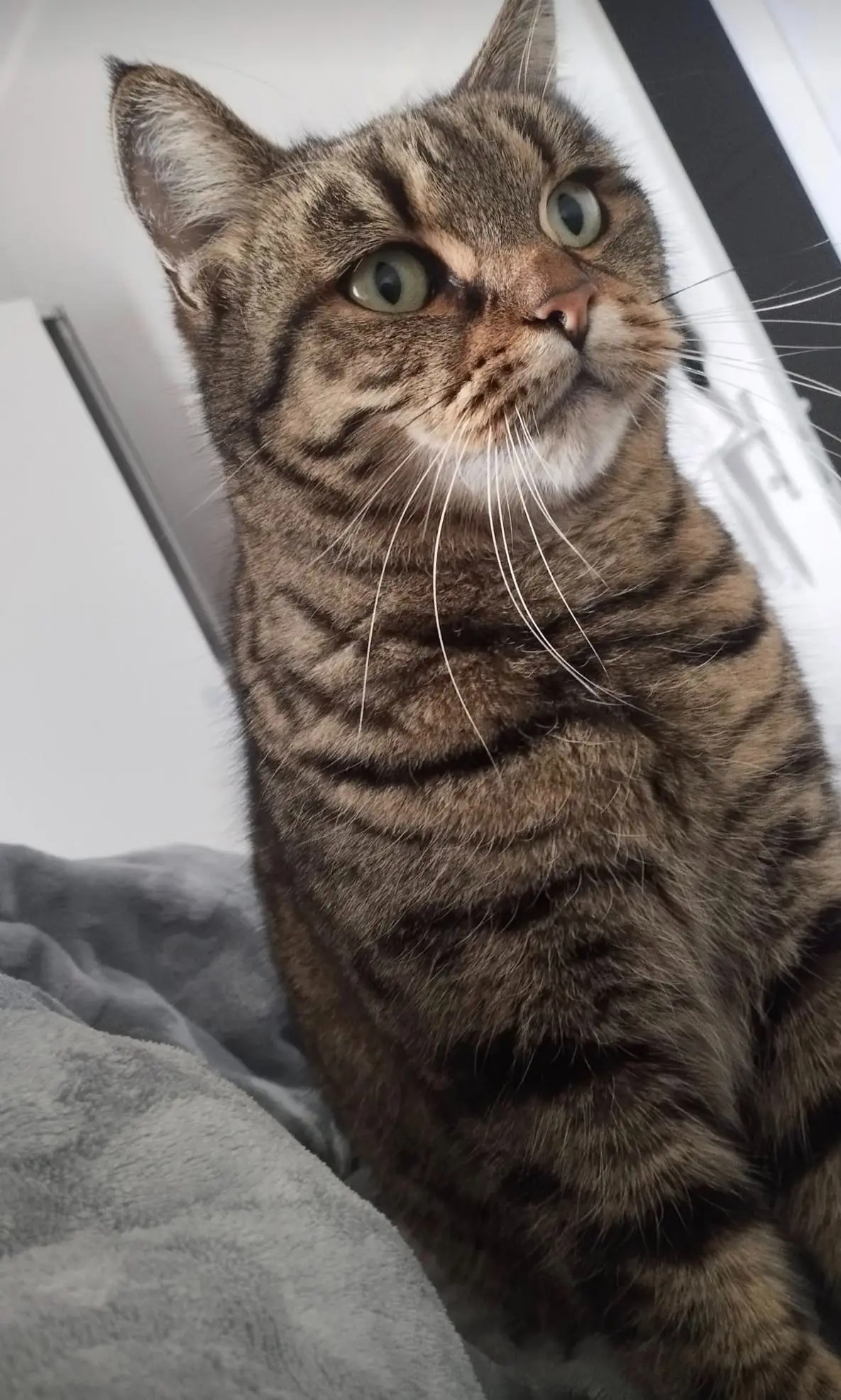 gatta lost   25011 Calcinato Sole