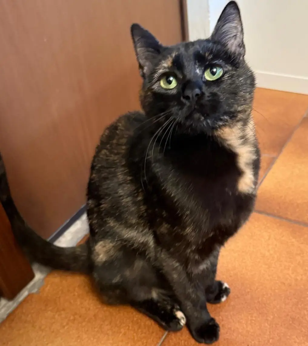 gatta lost   25032 Chiari Tata