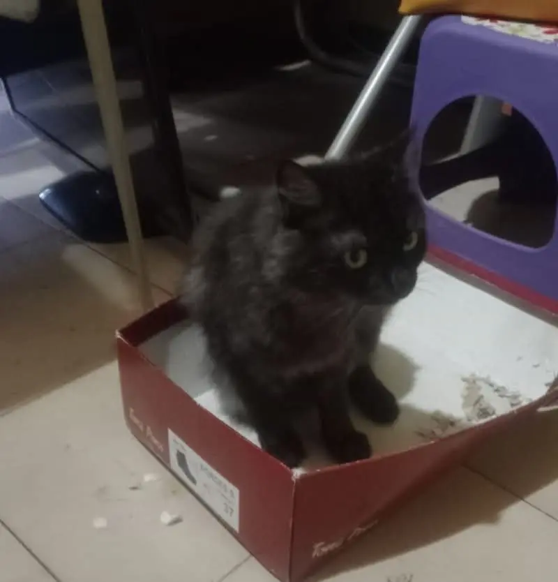 gatta lost   09045 Quartu Sant'Aleni/Quartu Sant'Elena Alice