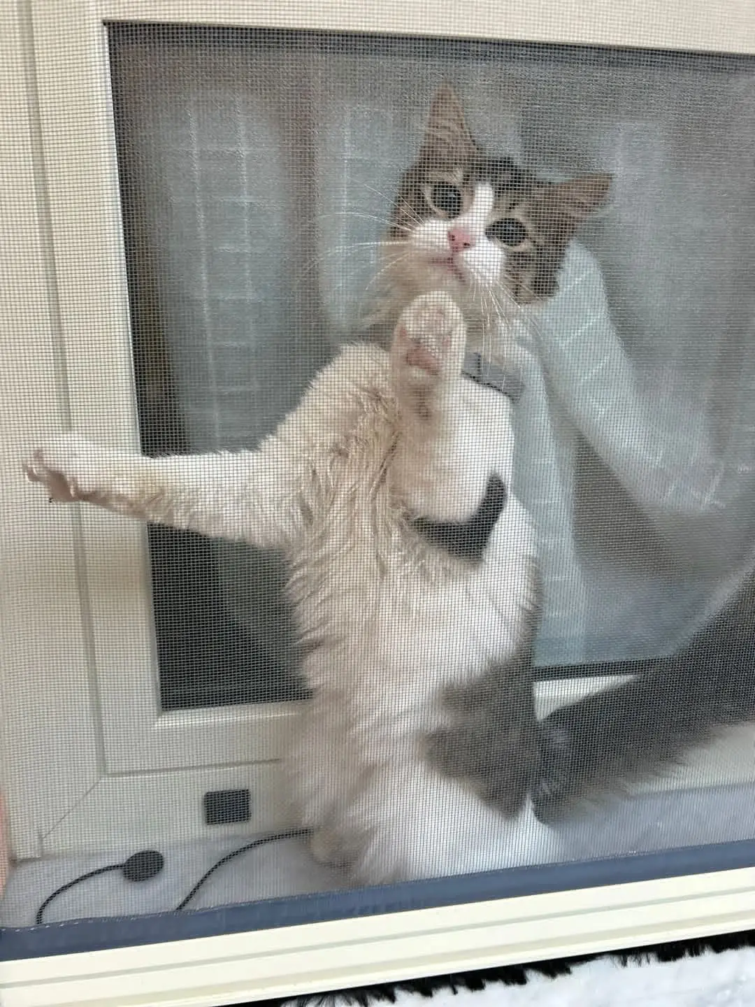 gatta lost   09045 Quartu Sant'Aleni/Quartu Sant'Elena Arizona