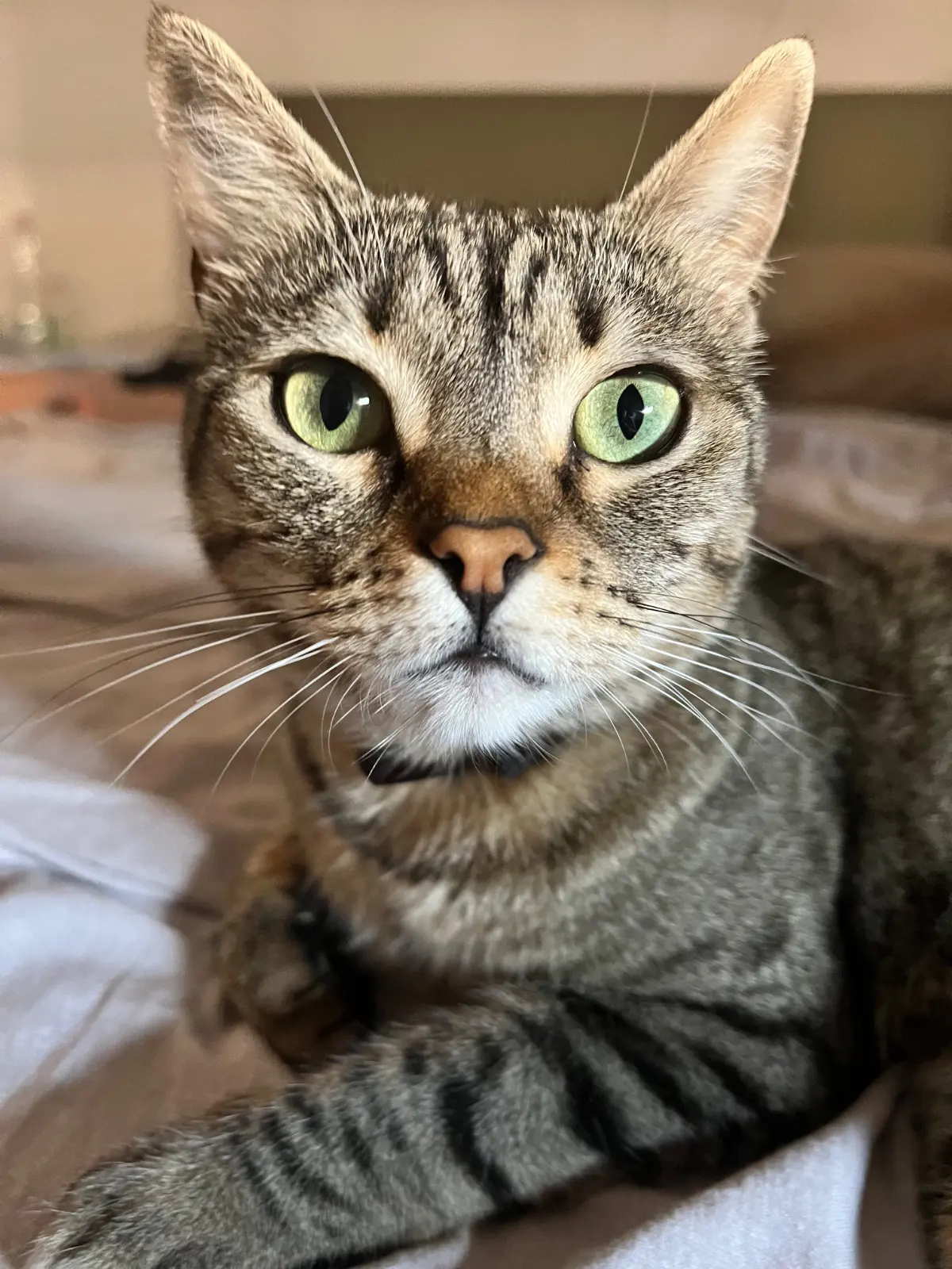 gatta lost   09040 Maracalagonis Bella