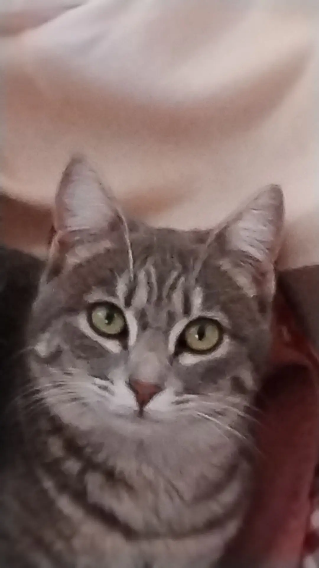 gatta lost   09045 Quartu Sant'Aleni/Quartu Sant'Elena Briciola