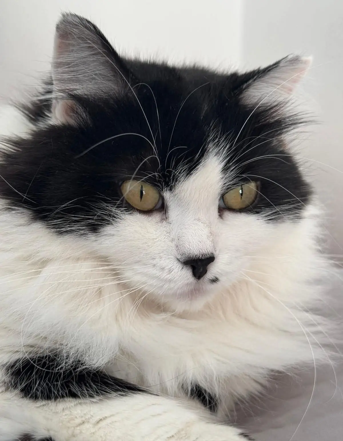 gatta lost    Cagliari Silvestra