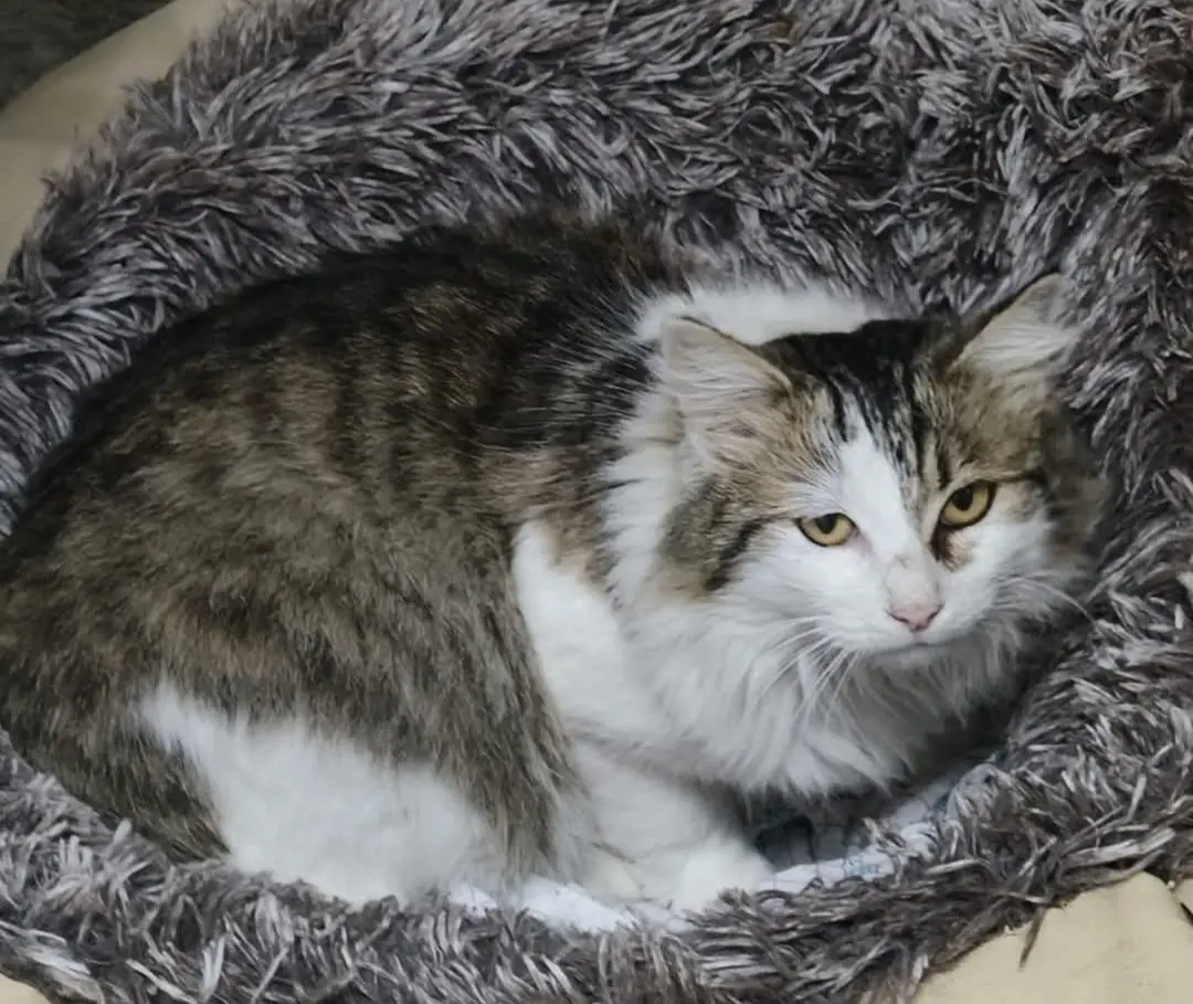 gatta lost    Cagliari Sissi