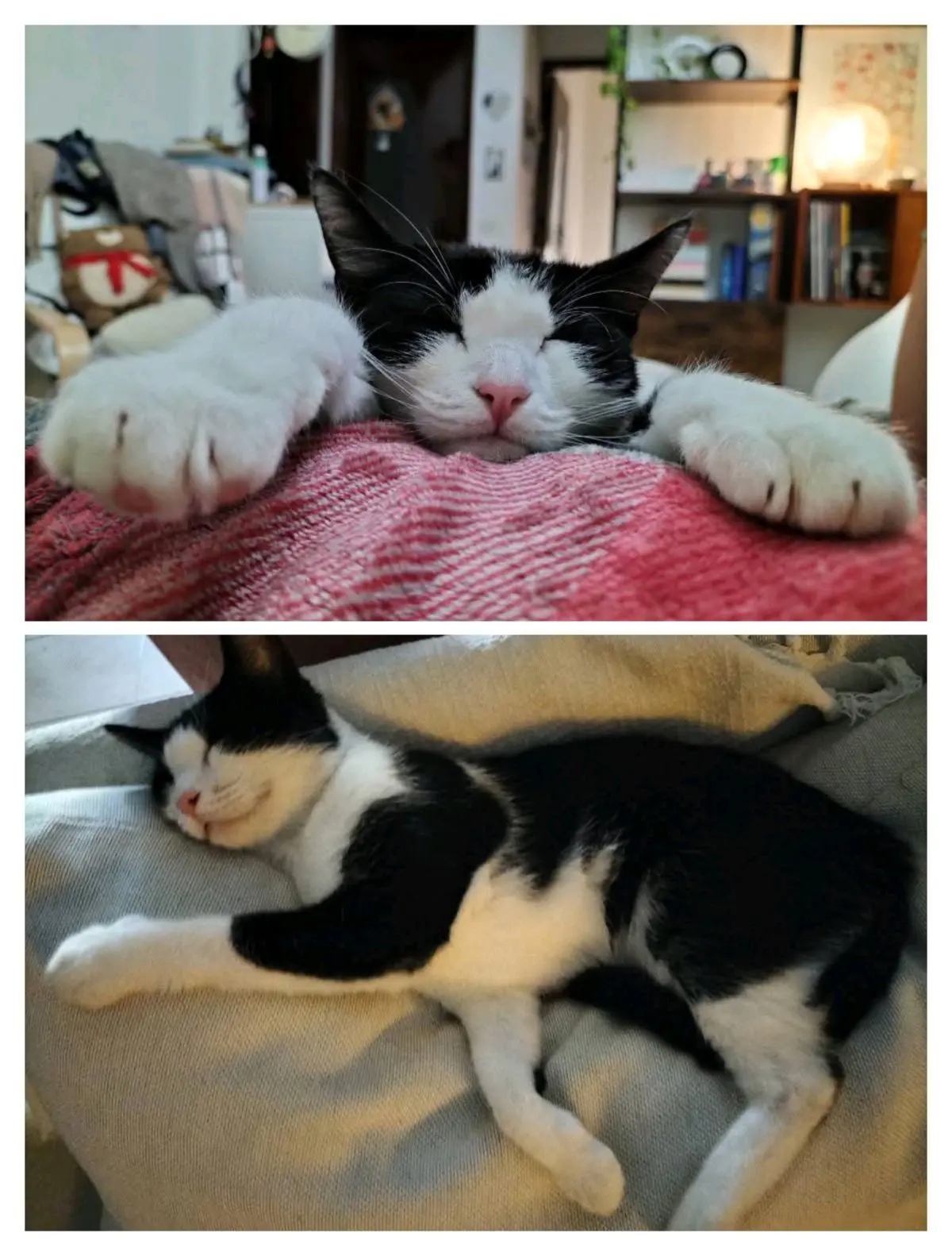 gatta lost  Via Stazione 09030 Su Masu/Elmas Cosmo