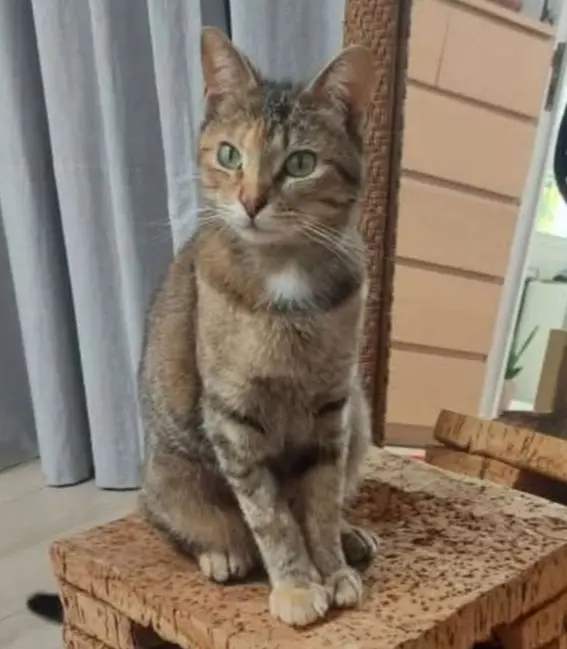 gatta lost   09060 Sètimu/Settimo San Pietro Lili