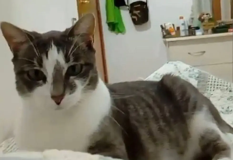 gatta lost   09045 Quartu Sant'Aleni/Quartu Sant'Elena Maya