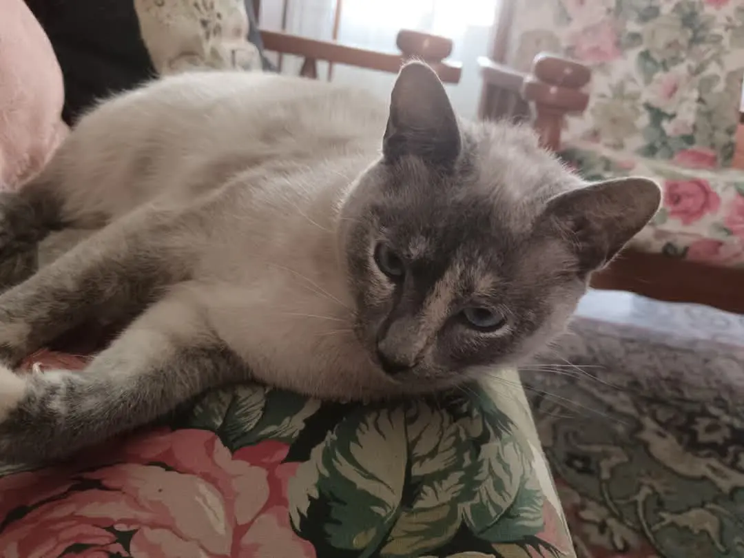 gatta lost   09044 Quartùcciu/Quartucciu Micia