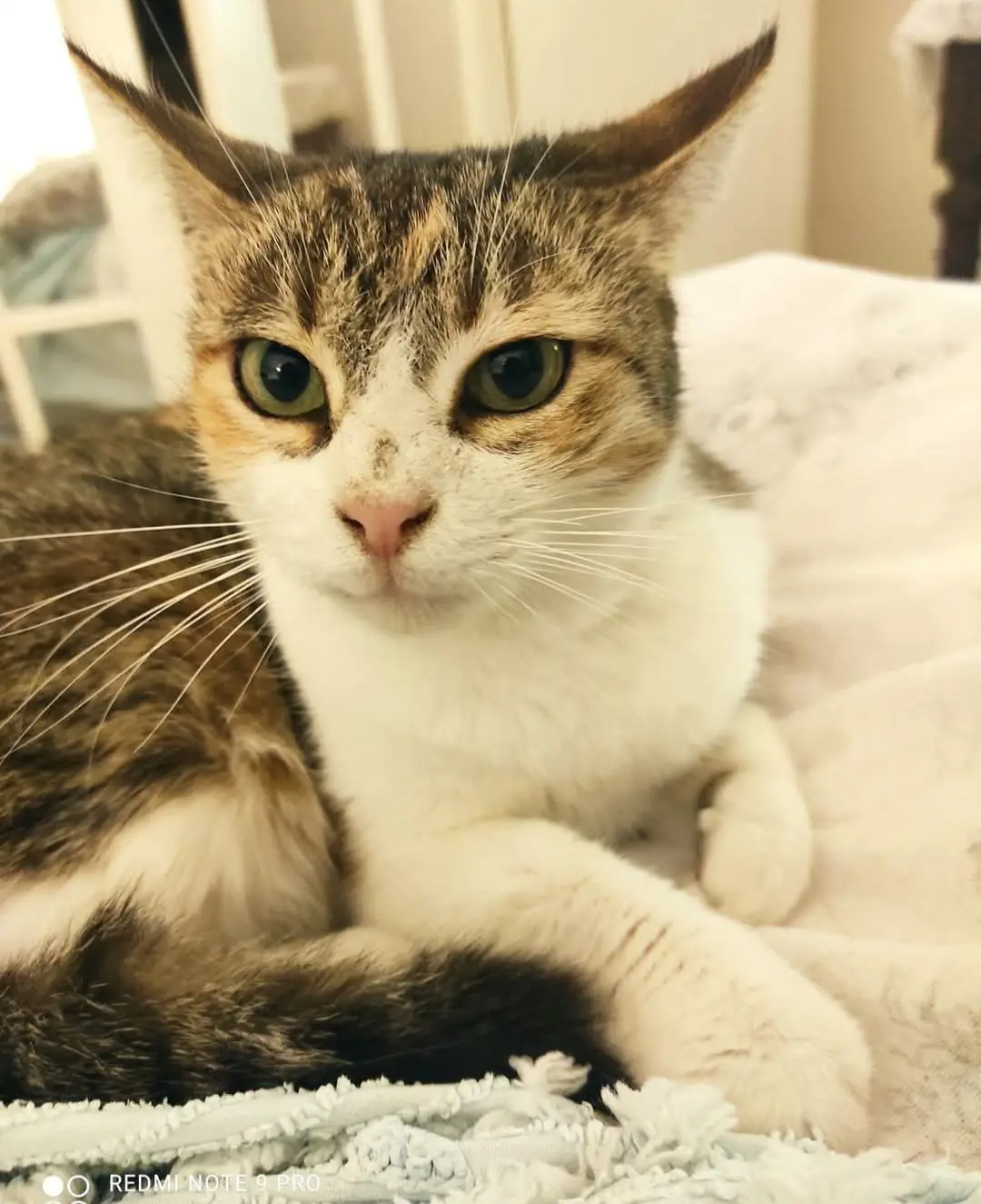 gatta lost   09045 Quartu Sant'Aleni/Quartu Sant'Elena Mimma