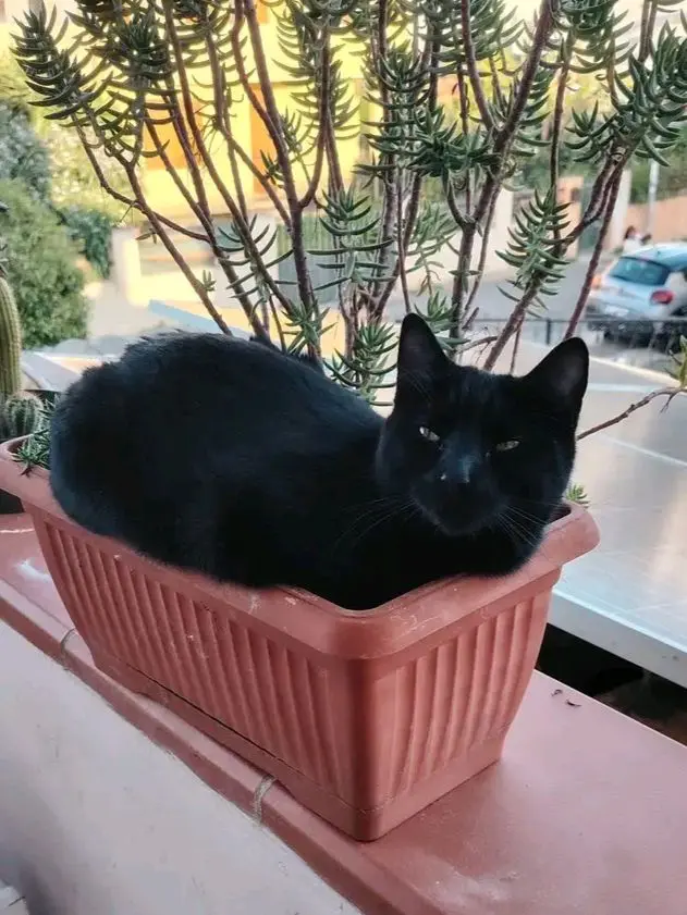 gatta lost   09045 Quartu Sant'Aleni/Quartu Sant'Elena Mini