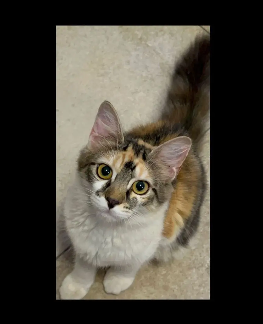 gatta lost   09033 Decimomannu Minnie