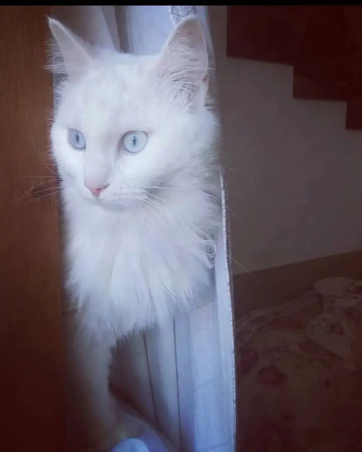 gatta lost   09045 Quartu Sant'Aleni/Quartu Sant'Elena Nuvola