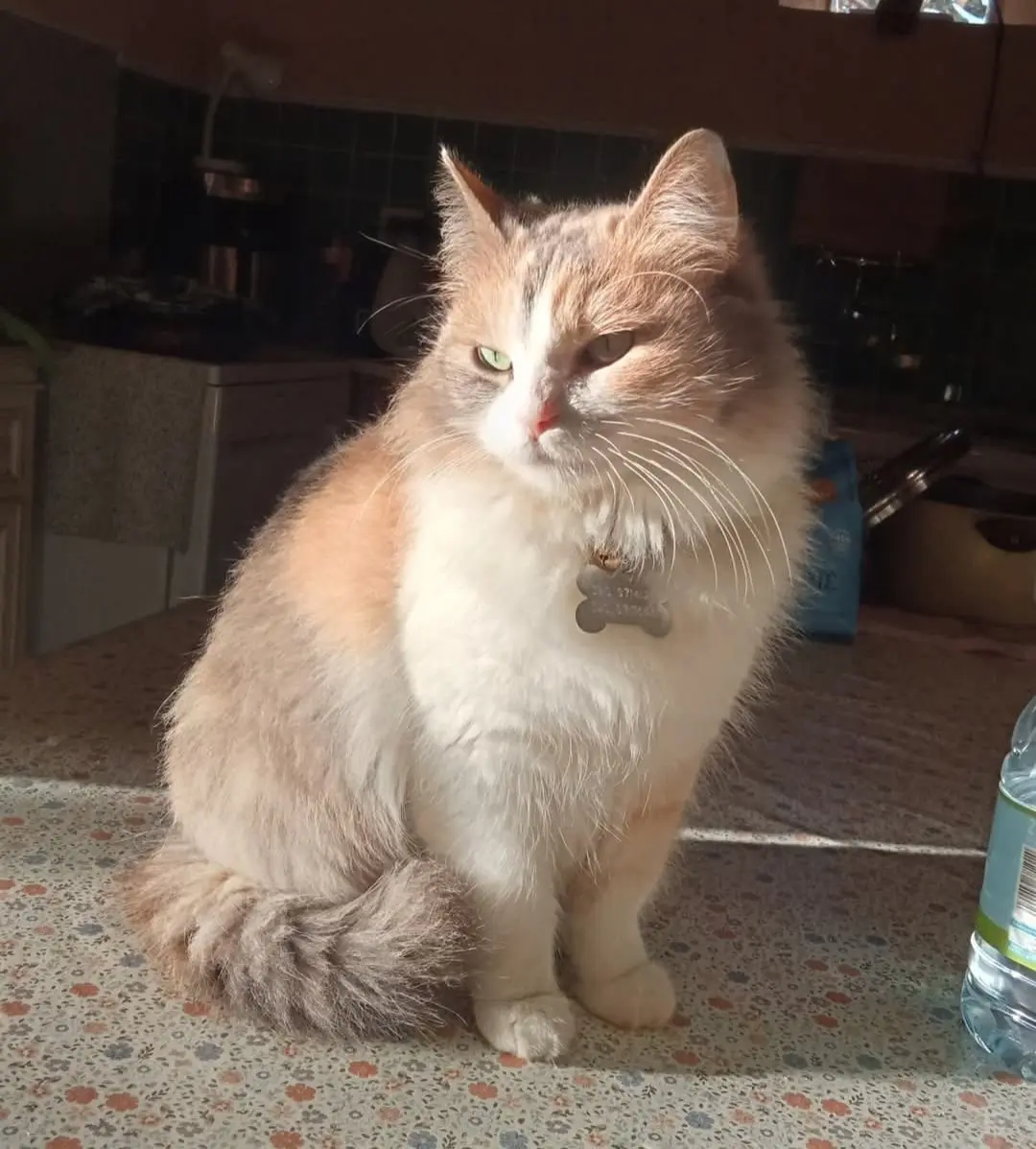 gatta lost   09042 Paùli/Monserrato Pallina