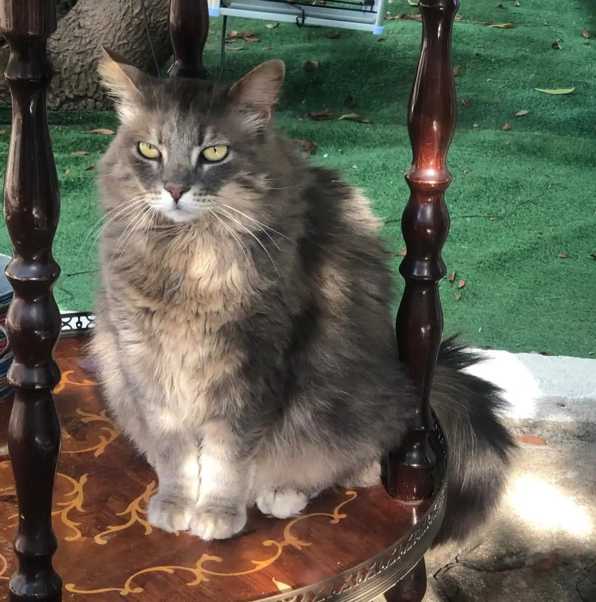 gatta lost   09045 Quartu Sant'Elena Stellina