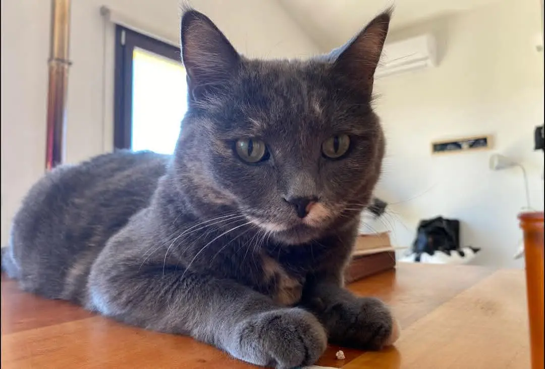 gatta lost   09028 Sestu Tosca