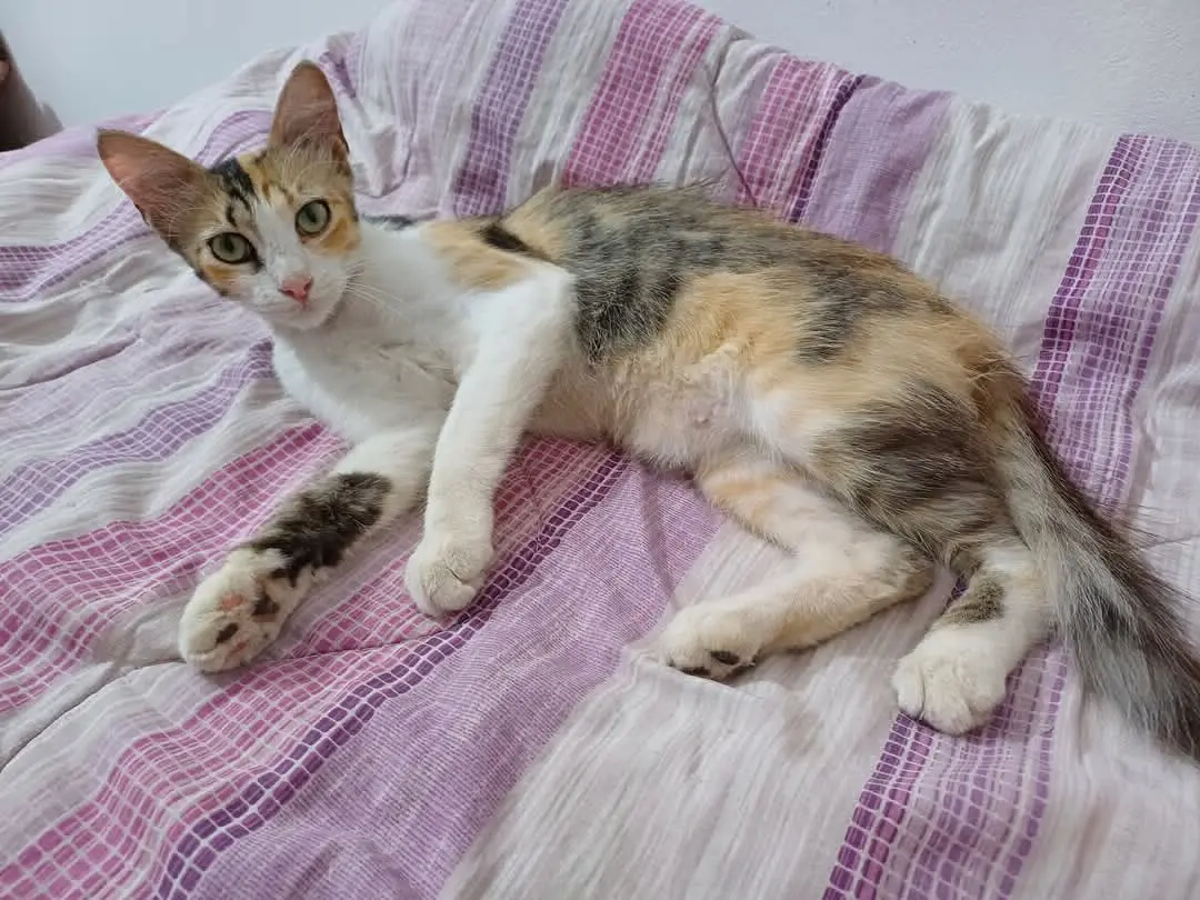 gatta lost   09048 Sìnnia/Sinnai Vaniglia