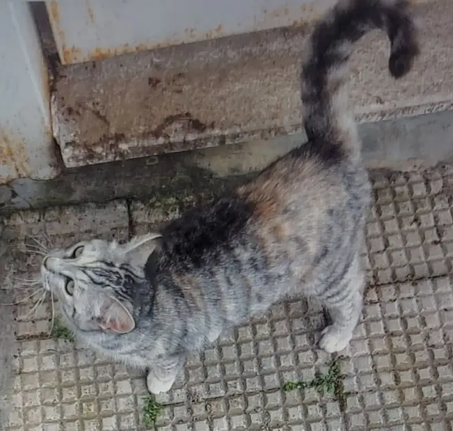 gatta lost   81037 Sessa Aurunca Kira