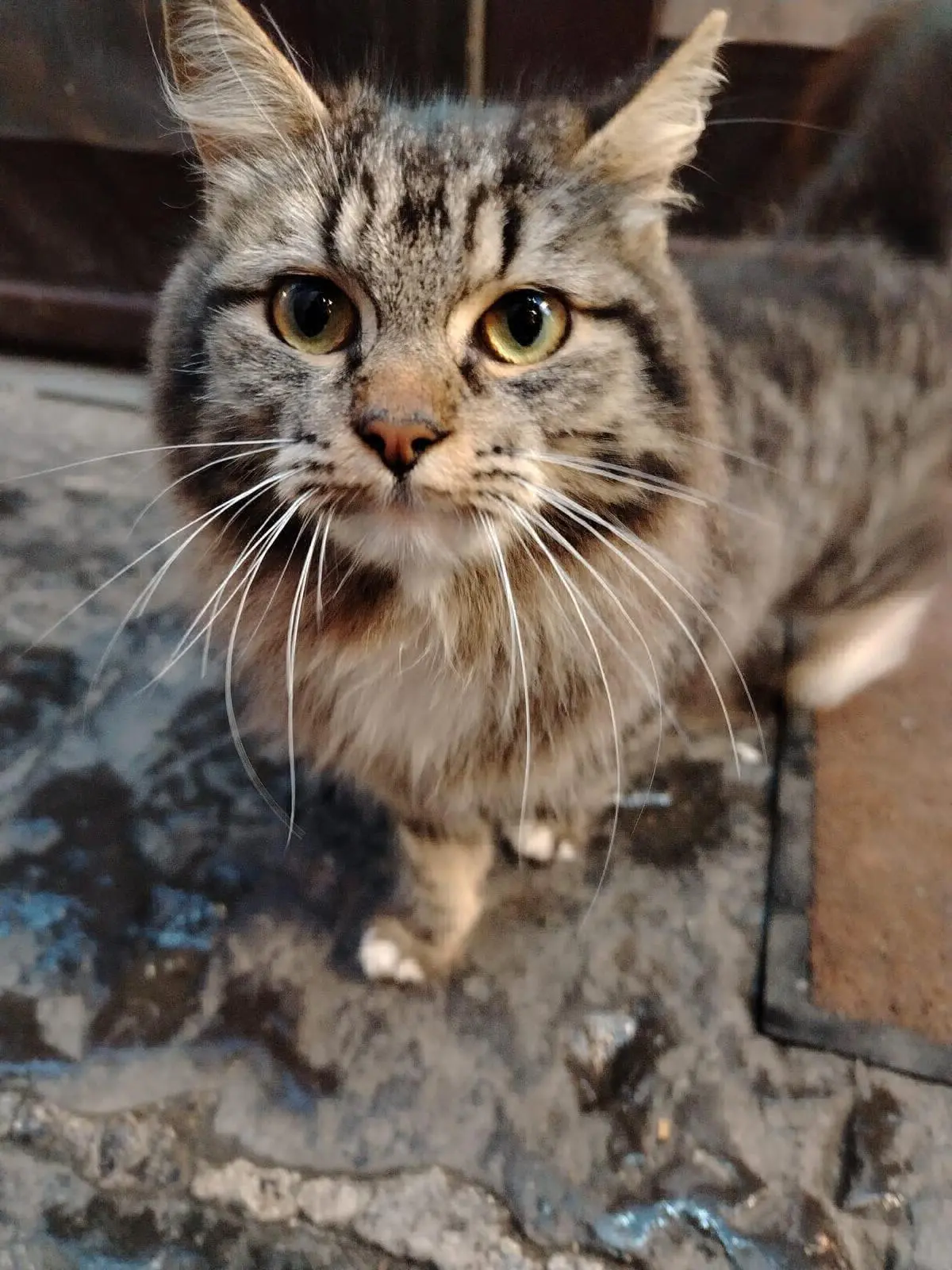 gatta lost   81037 Sessa Aurunca Stellina