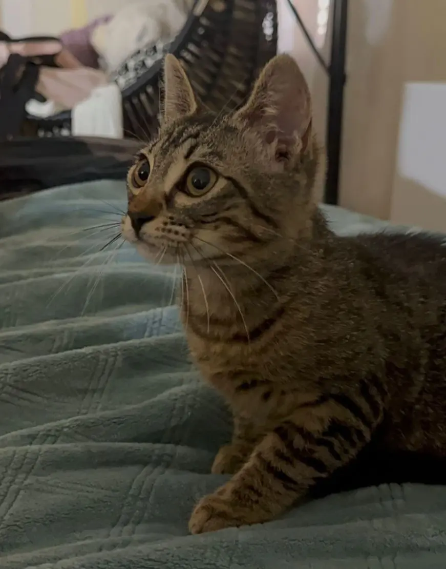 gatta lost    Lama dei Peligni Biba