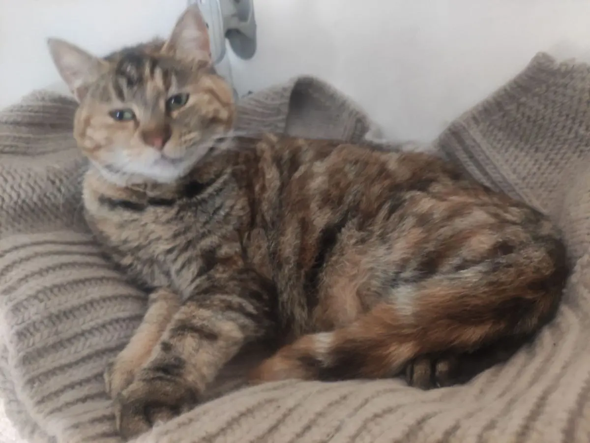 gatta lost   66100 Chieti Trilly