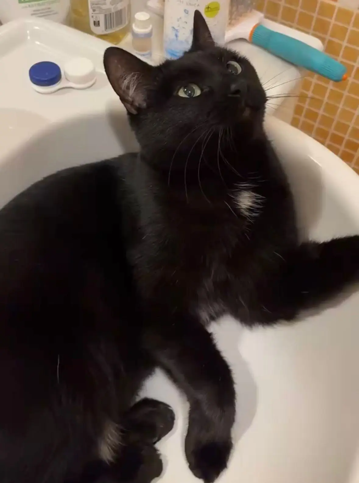 gatta lost   12042 Bra Baghera