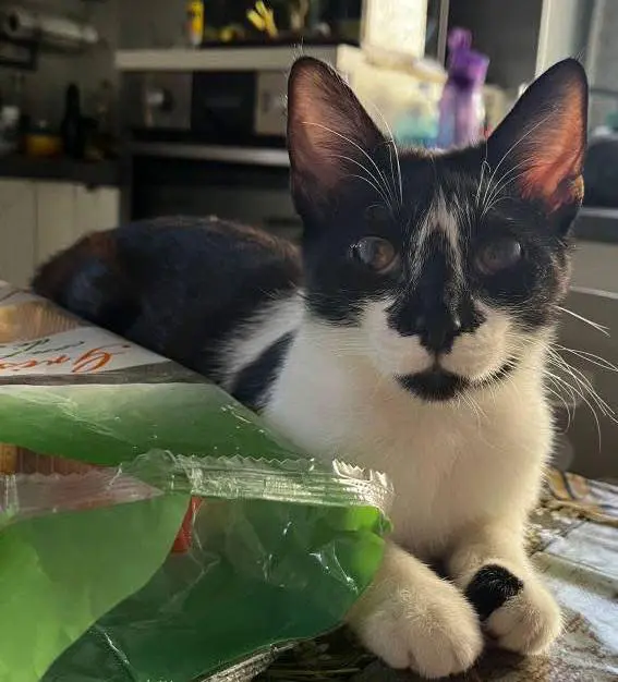 gatta lost    Alba Bonny