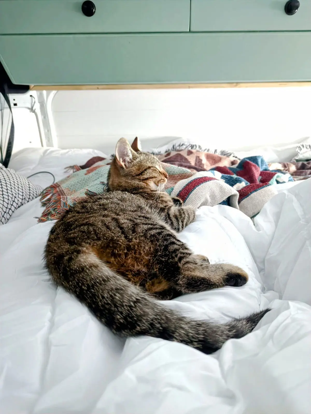 gatta lost   12044 Centallo Pipa