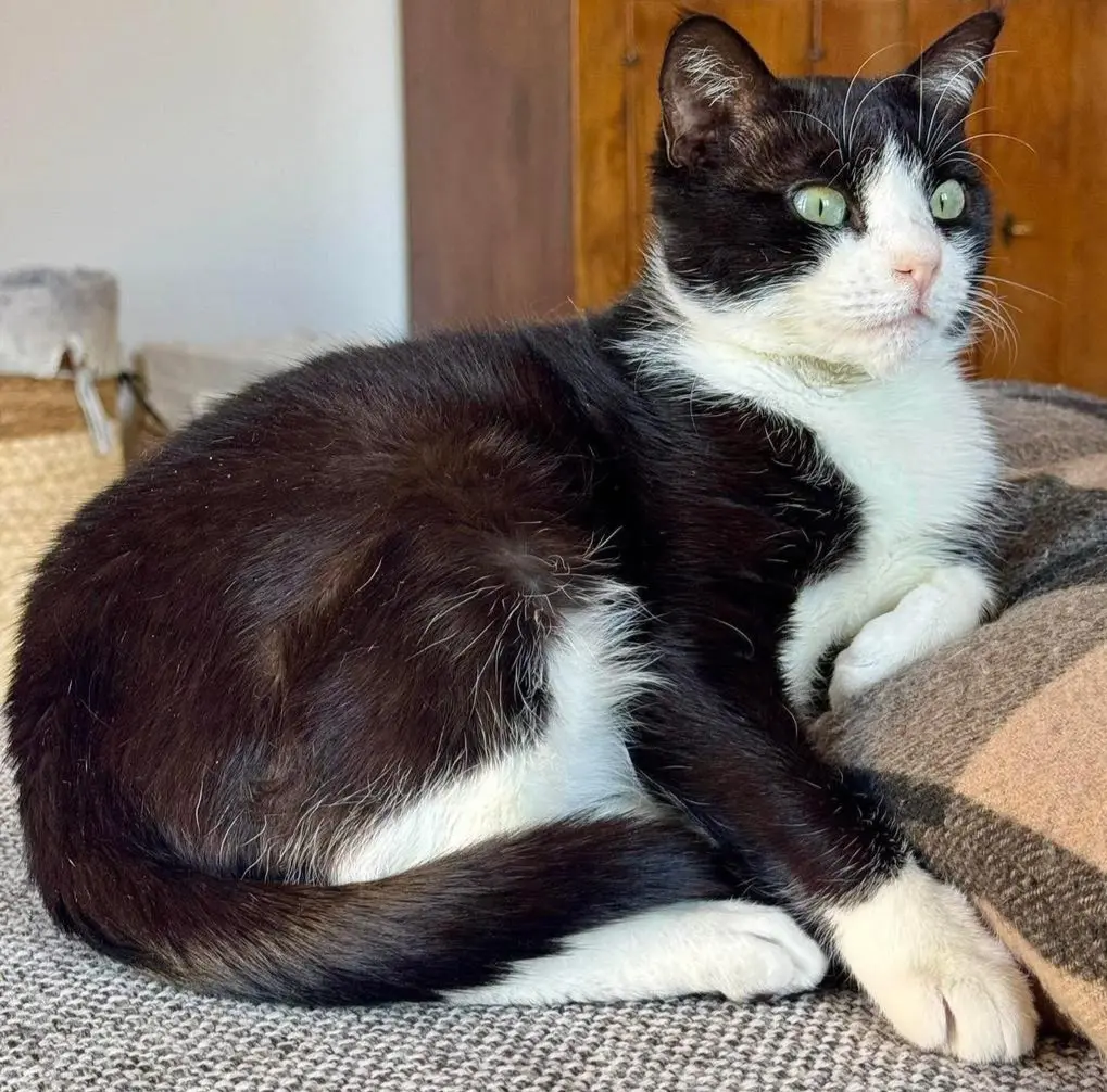 gatta lost    Cervere Runa