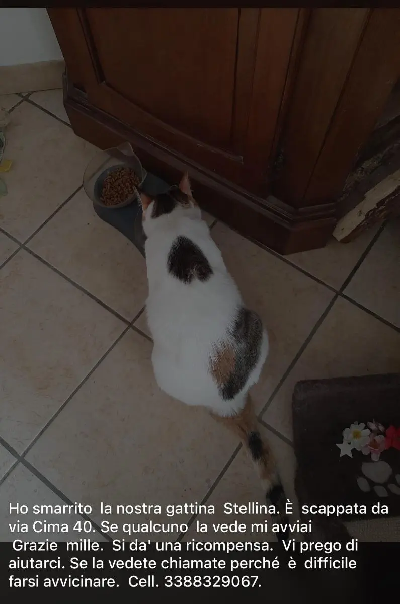 gatta lost   12039 Verzuolo Stellina