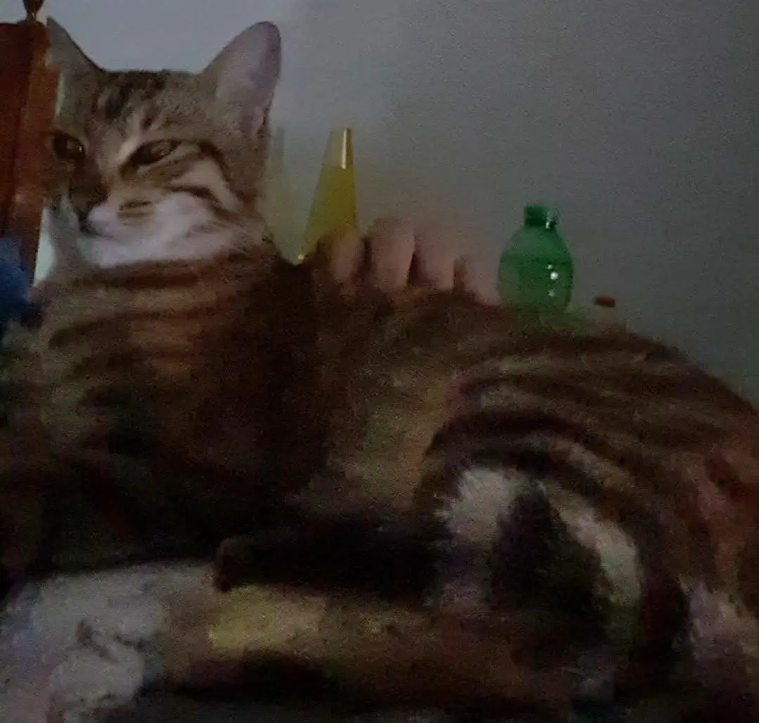 gatta lost   22042 San Fermo della Battaglia Dea