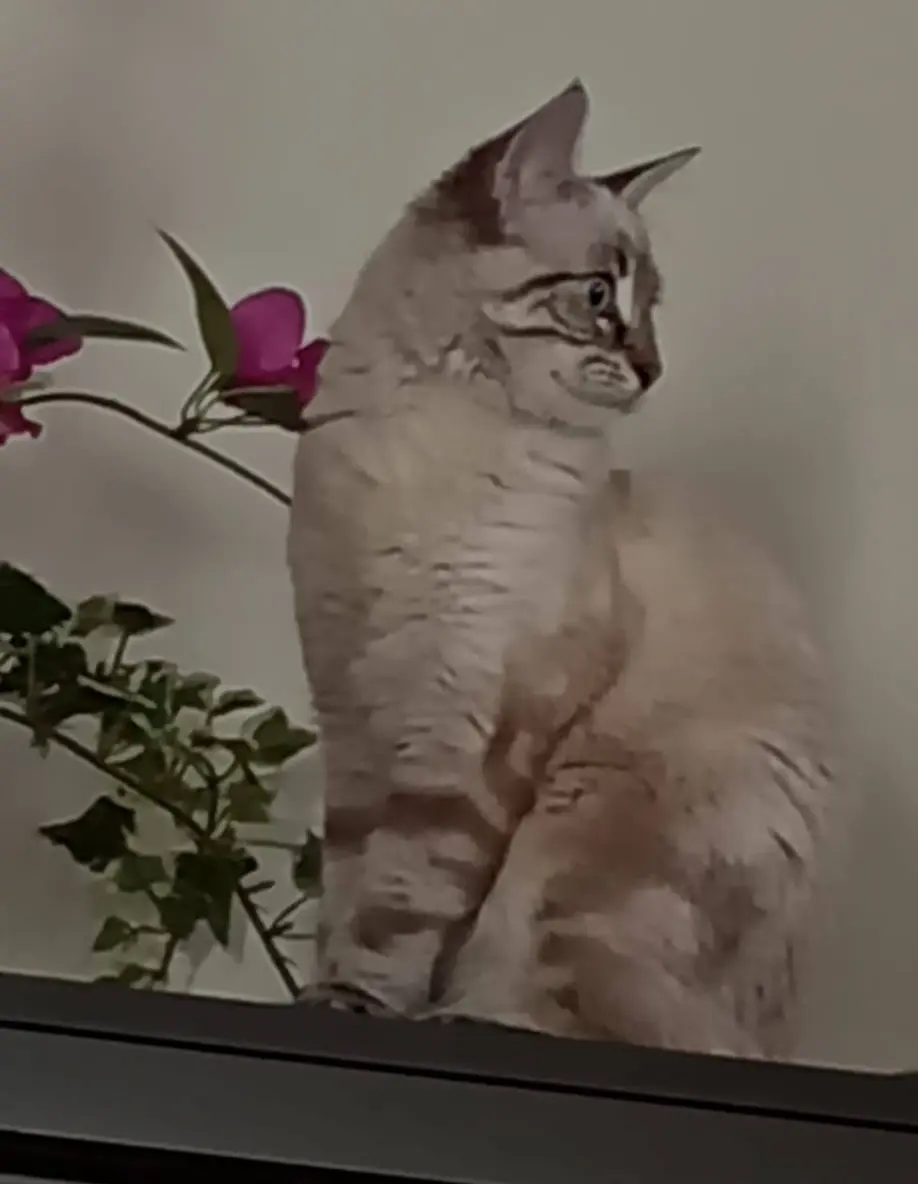 gatta lost   22063 Cantù Missi