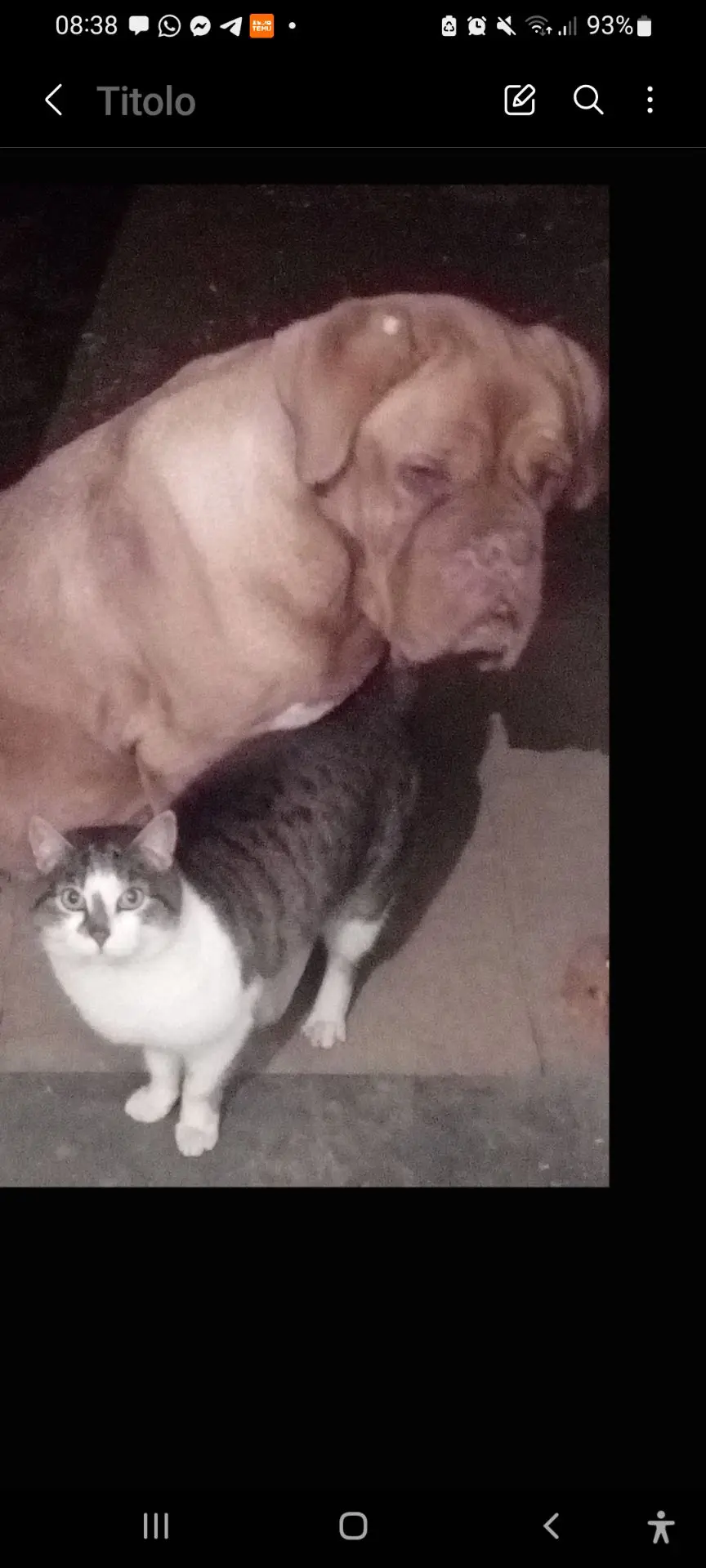 gatta lost   22043 Solbiate con Cagno Cetta