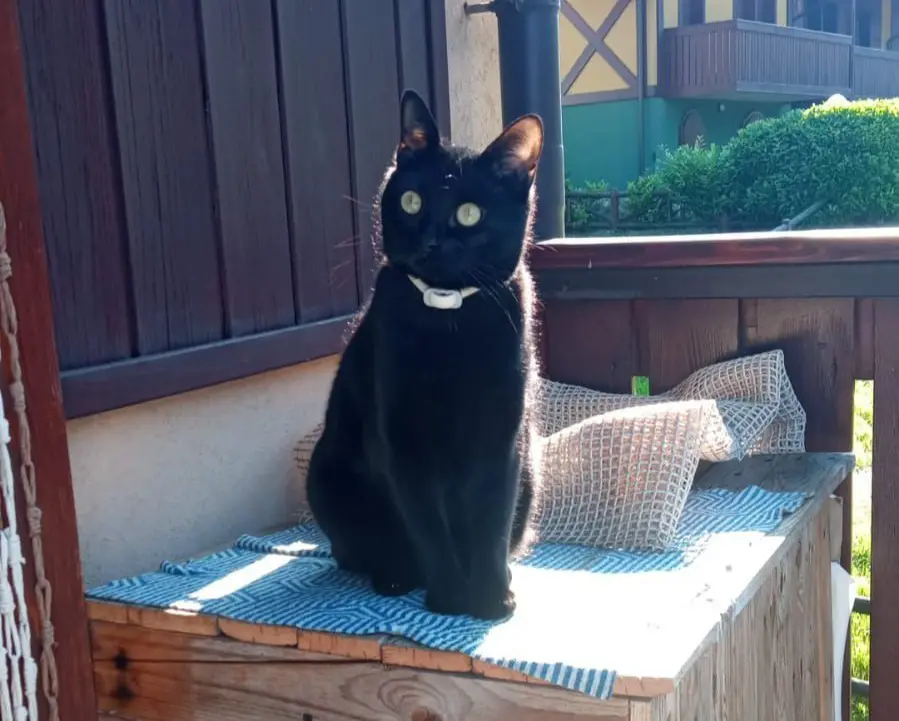 gatta lost   26100 Crémone Golia