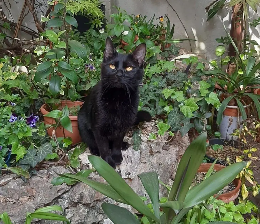 gatta lost   26100 Crémone Lea